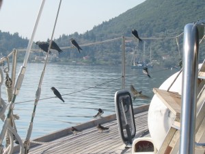 30 Zwaluwen ab Zeezwaluw in Vligho Baai