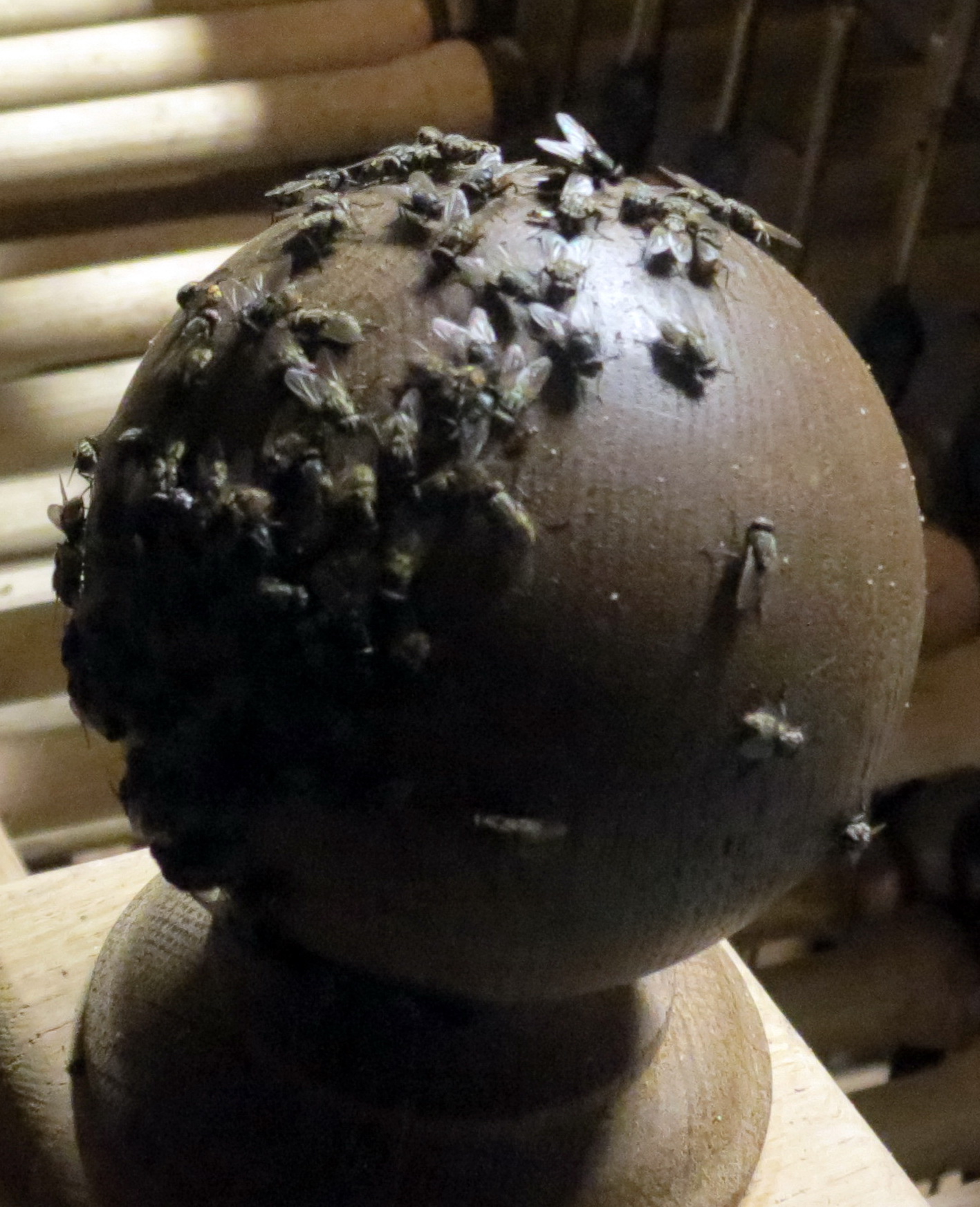 6b-bol met vliegen op ornament.