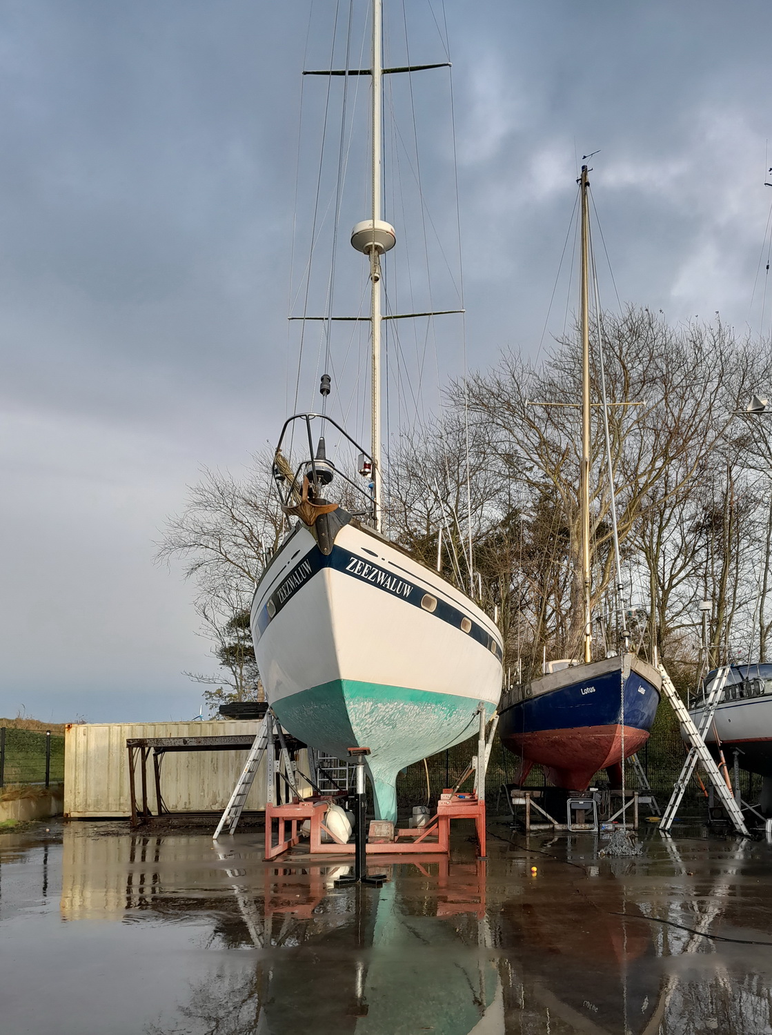 31a-Zeezwaluw spiegeld